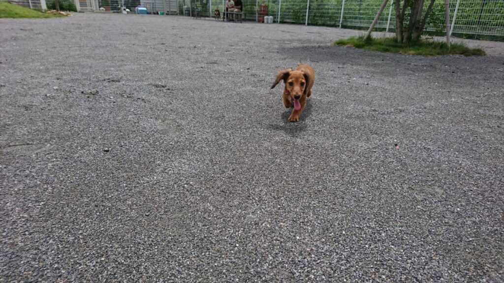 AOZORUN(アオゾラン)のドッグランで遊ぶ犬の様子