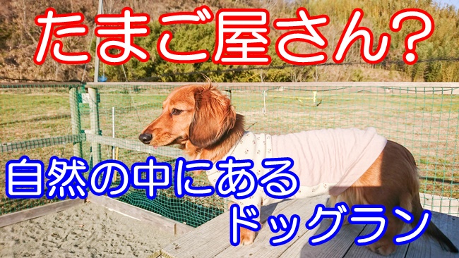 ドッグランたまご 神奈川県厚木市 利用者の口コミ ドッグラン ドッグカフェ トリミング ペットホテル情報 全国のドッグラン カフェを徹底調査