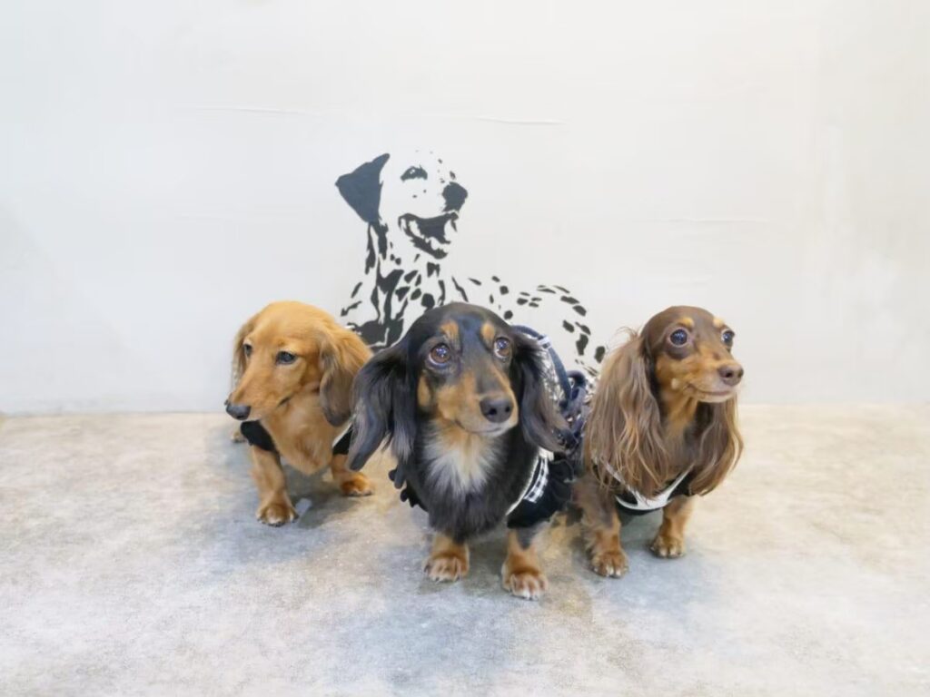 DogCafeUru(ウル)店内