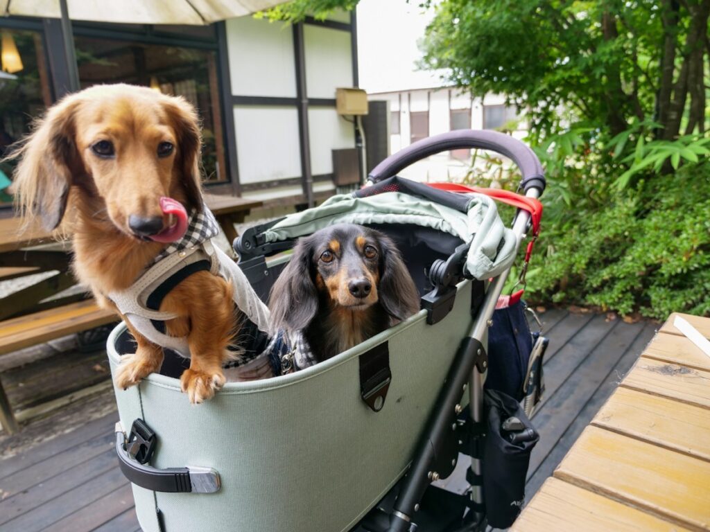 自然薯 茶茶 じねんのむらのテラス席でカートに乗るミニチュアダックスフンド2頭