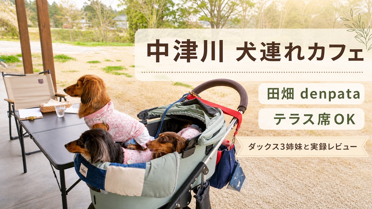 田畑（デンパタ）食事と花束のテラス席でカートに乗るダックスフンド3姉妹