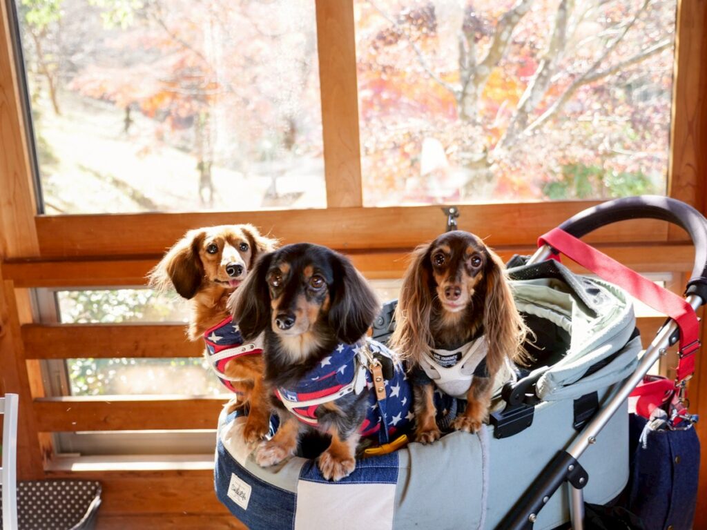 Vivra Vivre（ビブラビブレ）の店内犬OKスペースでカートに乗るダックスフンド3姉妹