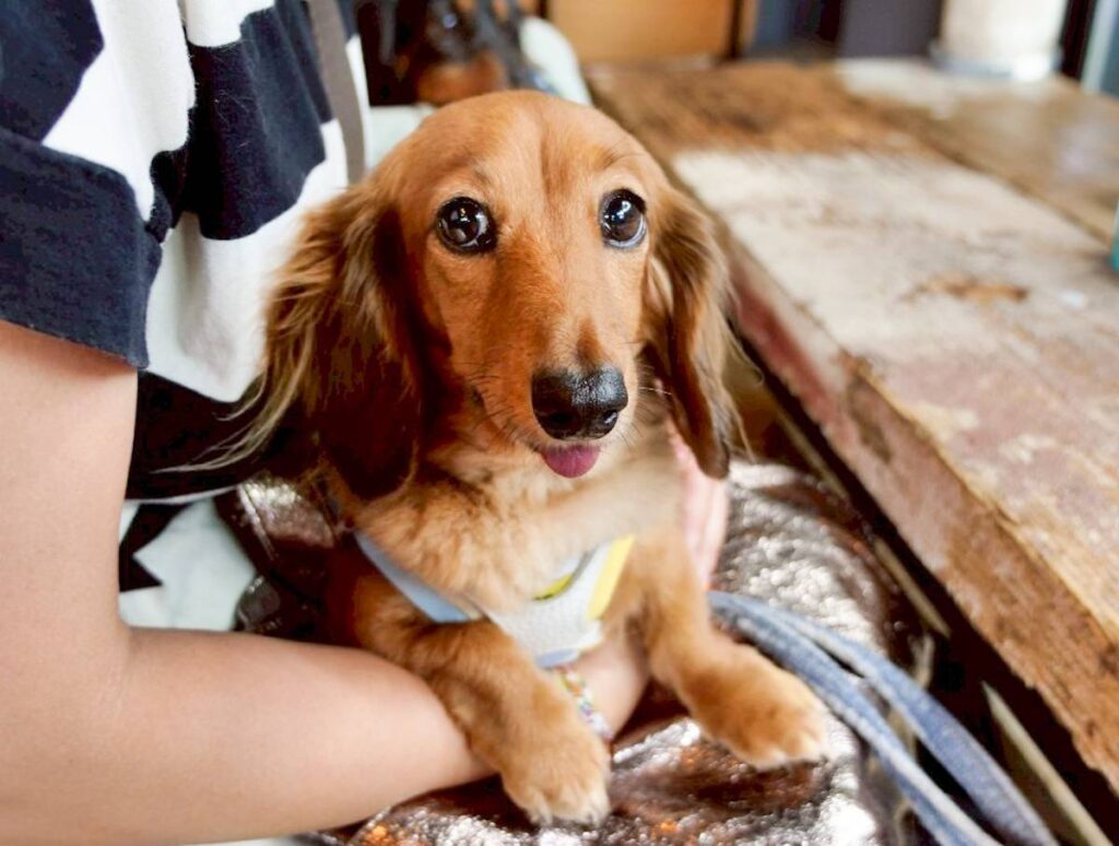 massif graceの店内愛犬同伴OKの様子