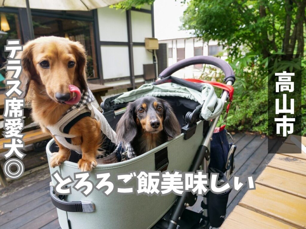 自然薯 茶茶 じねんのむら 飛騨高山店のテラス席でくつろぐミニチュアダックスフンド