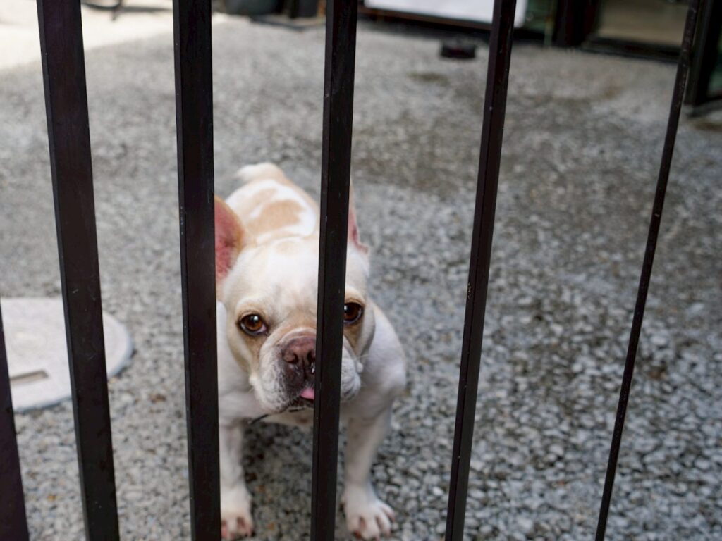 massif graceの中庭にいる看板犬
